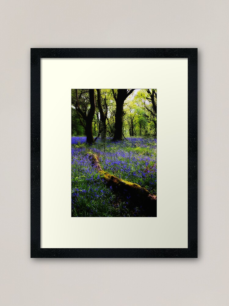 Thumbnail 1 of 7, Framed Art Print, BLUEBELL GLOW designed and sold by Coigach.
