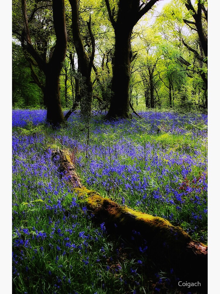 Thumbnail 7 of 7, Framed Art Print, BLUEBELL GLOW designed and sold by Coigach.