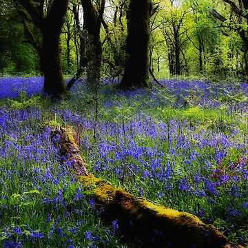 Artwork thumbnail, BLUEBELL GLOW by Coigach