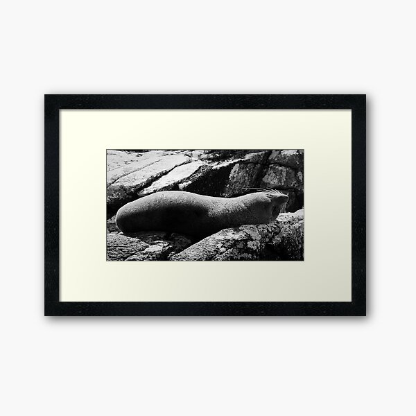 Item preview, Curves designed and sold by Phill Danze.