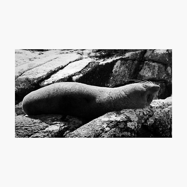 Item preview, Curves designed and sold by Phill Danze.