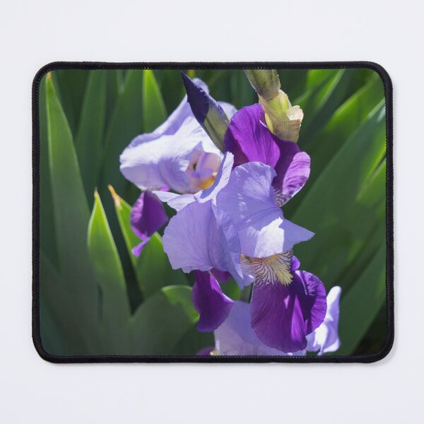 Item preview, Sunlit Bi-color Purple Irises in a Lush Green Garden designed and sold by Georgia Mizuleva.