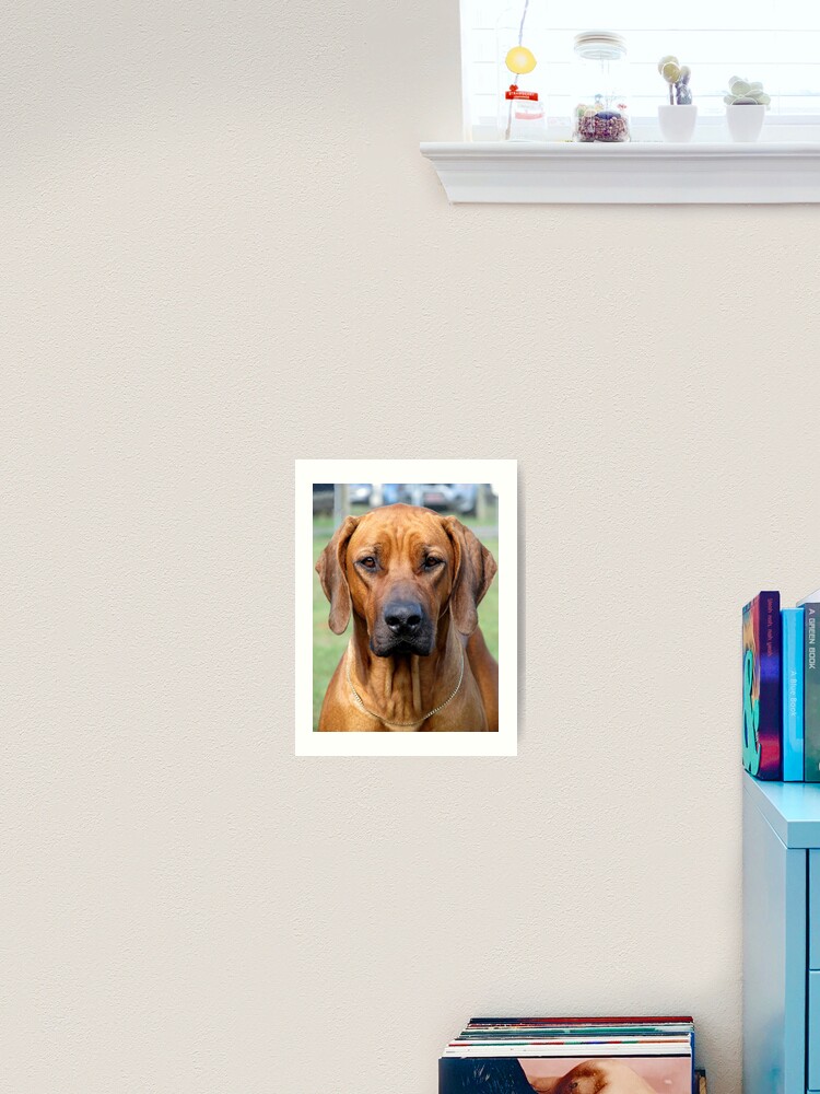 Thumbnail 2 of 3, Art Print, Rhodesian Ridgeback designed and sold by RobertJenner.