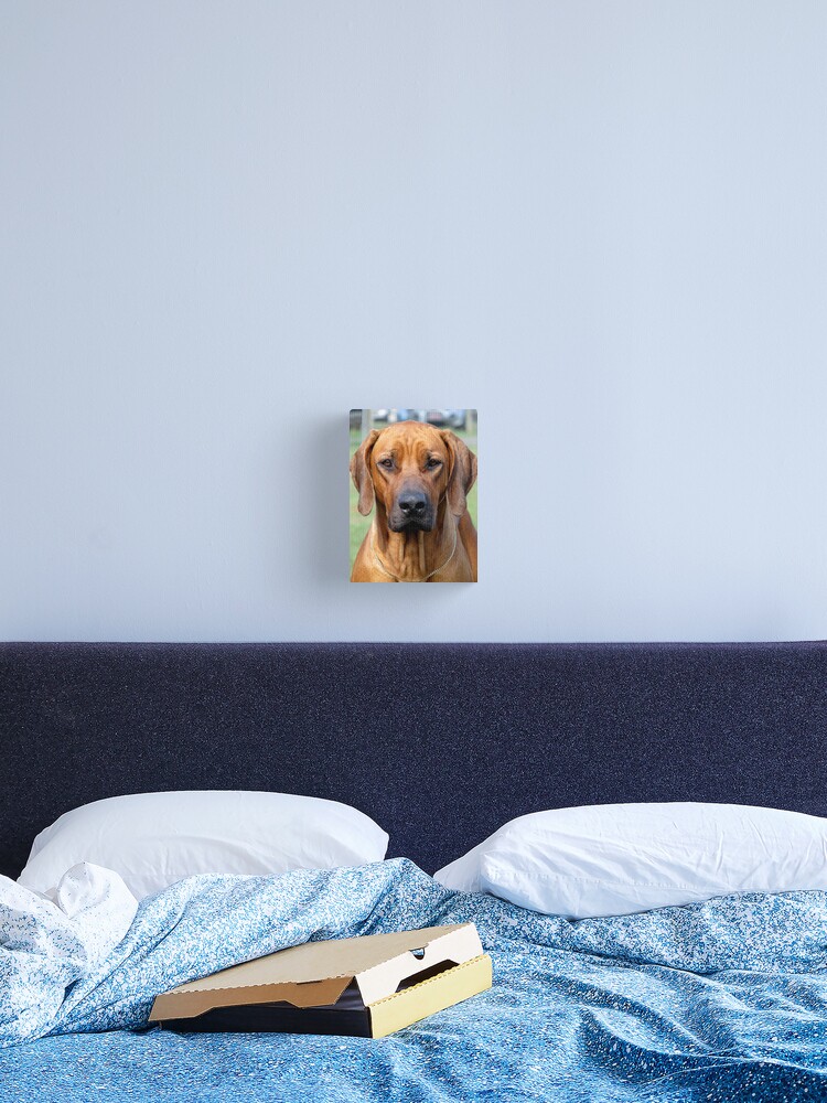 Thumbnail 2 of 3, Canvas Print, Rhodesian Ridgeback designed and sold by RobertJenner.