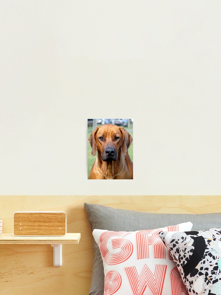 Aperçu 2 sur 3. Impression photo avec l'œuvre Rhodesian Ridgeback créée et vendue par RobertJenner.