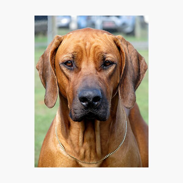 Item preview, Rhodesian Ridgeback designed and sold by Robert Jenner.
