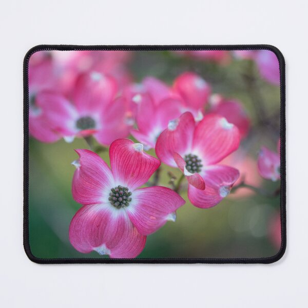 Item preview, Beautiful flowering dogwood in spring designed and sold by Elżbieta Kaps.