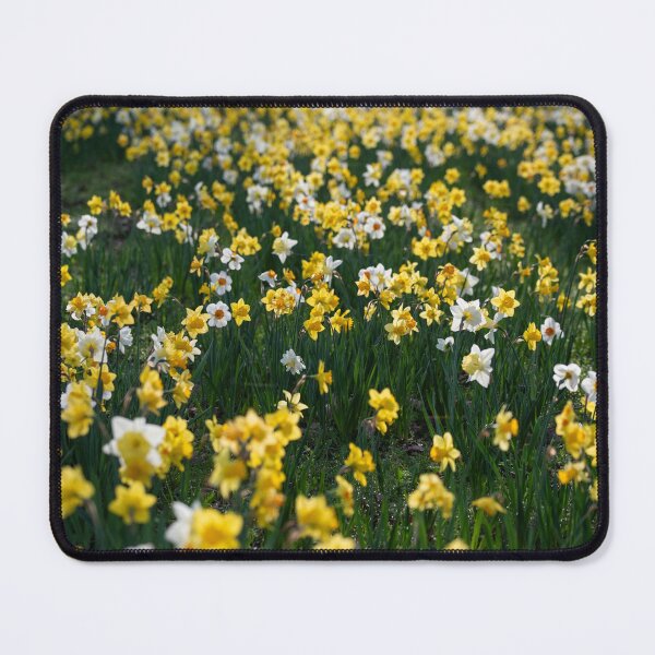 Item preview, Beautiful daffodil flowers in spring designed and sold by Elżbieta  Kaps.