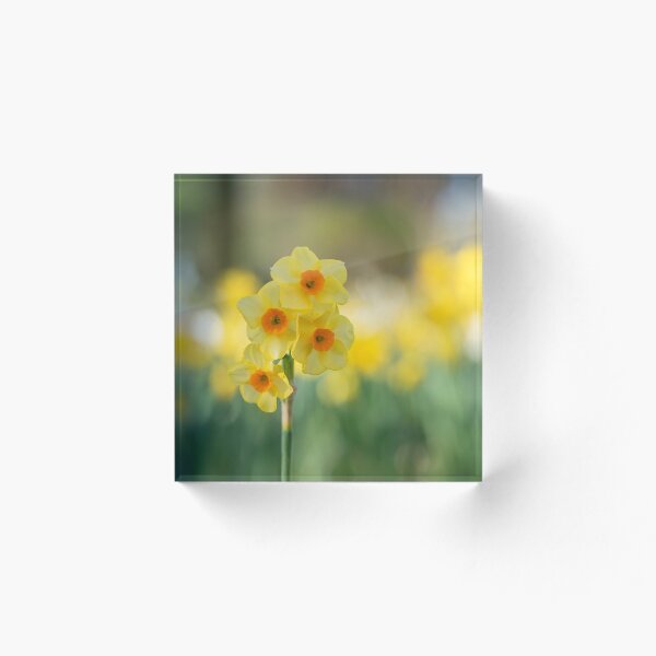 Item preview, Beautiful daffodil flowers in spring designed and sold by Elżbieta  Kaps.