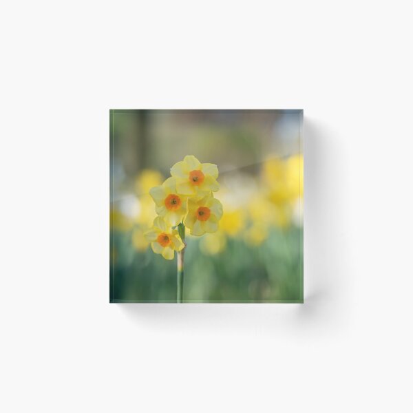 Item preview, Beautiful daffodil flowers in spring designed and sold by Elżbieta  Kaps.