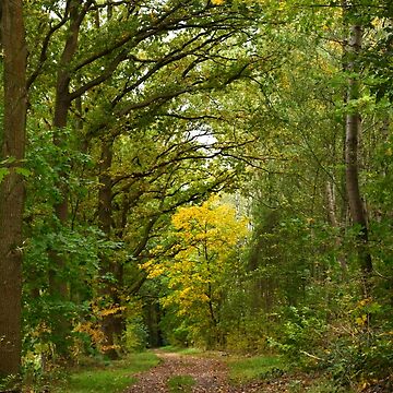 Artwork thumbnail, A yellow tree on the road in the forest by Kris Careful