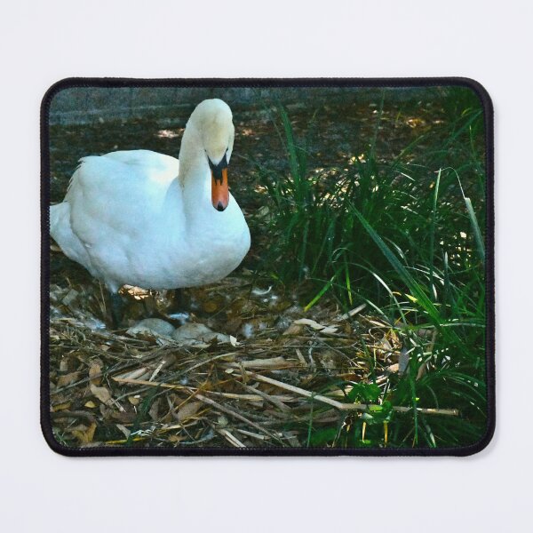 Item preview, Nesting Lake Eola Mute Swan designed and sold by MercerImages.