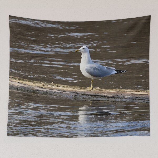 Item preview, Profile. Sea mew designed and sold by Jouko Lehto Photography.