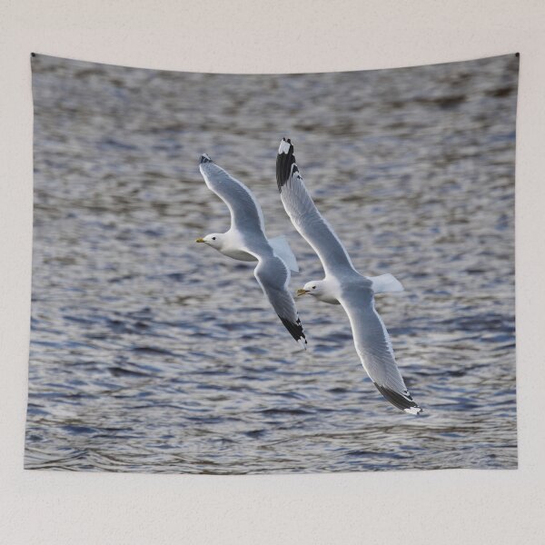 Item preview, Session flight. Sea mew designed and sold by Jouko Lehto Photography.