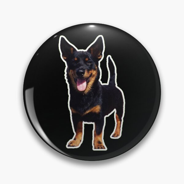 Item preview, Cute Lancashire Heeler: Perfect Gift for Dog Lovers designed and sold by BrooklynRhodes.