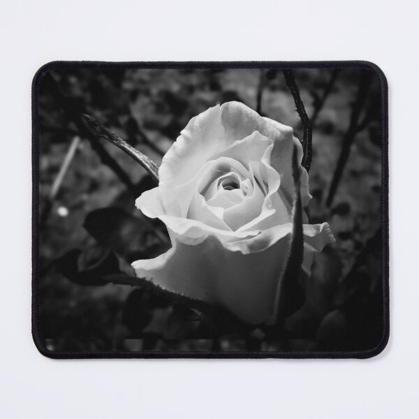 Item preview, Dramatic vignette of rose designed and sold by ArtfulThoughts.