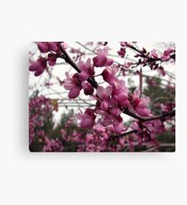 Pink Blossoms Canvas Print