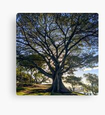 Tree of Life Canvas Print