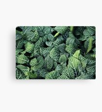 Green Groundcover Ivy Leaves Canvas Print