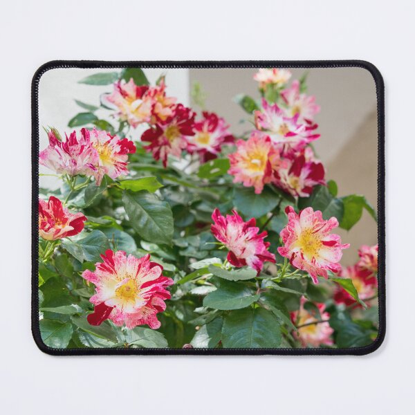 Item preview, Varicolored Climbing Roses designed and sold by Georgia Mizuleva.