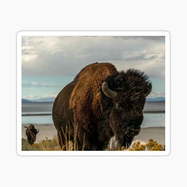 Bison, Antelope Island Sticker