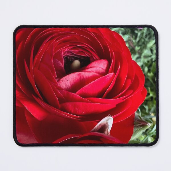 Item preview, Red Ranunculus Asiaticus designed and sold by Betsy Phillips.