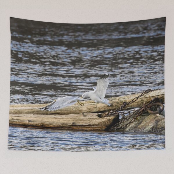 Item preview, Kick off time. Sea mew designed and sold by Jouko Lehto Photography.