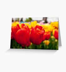 Avignon Greeting Card