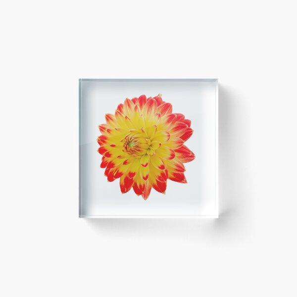 Item preview, Red and Yellow Dahlia designed and sold by Dalyndigital Photography.