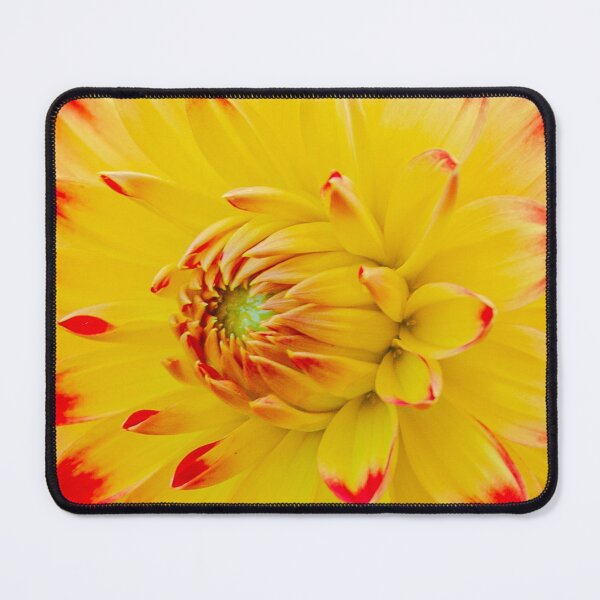 Item preview, Red and Yellow Dahlia designed and sold by Dalyndigital Photography.
