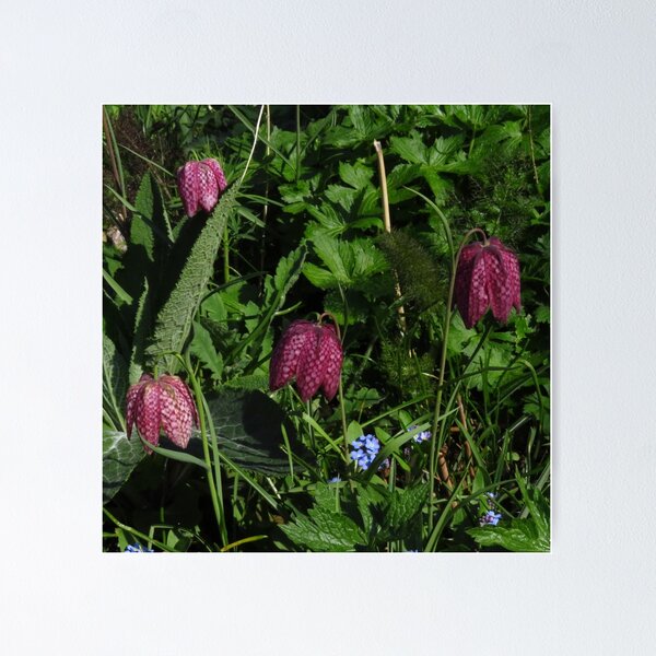 Item preview, Fritillaria Meleagris designed and sold by wiggyofipswich.