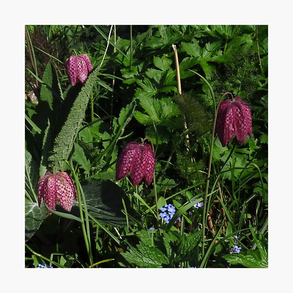 Item preview, Fritillaria Meleagris designed and sold by wiggyofipswich.