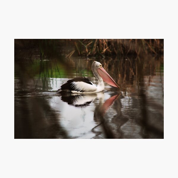 Morning Contemplation Photographic Print