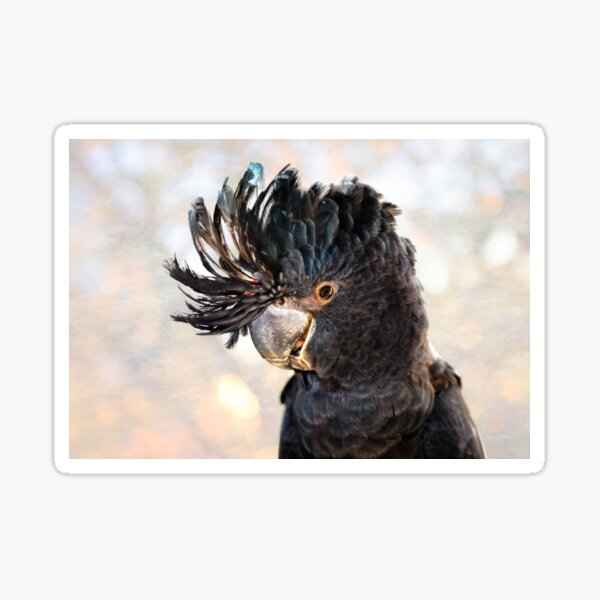 Item preview, Red-Tailed Black Cockatoo, Native Animal Rescue, Perth designed and sold by Dave Catley.