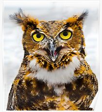 Great Horned Owl Poster