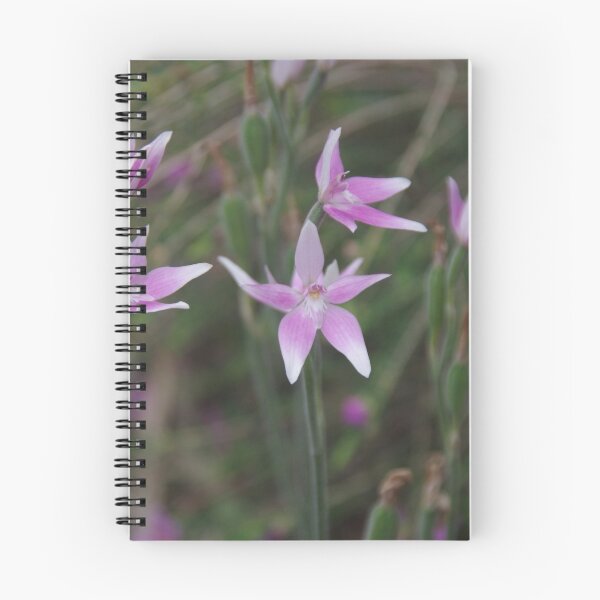 Artikelvorschau, Rosa Feenorchideen - Caladenia latifolia entworfen und verkauft von lezvee.