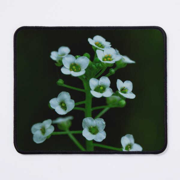 Item preview, Sweet Alyssum designed and sold by Cblifeisgood.