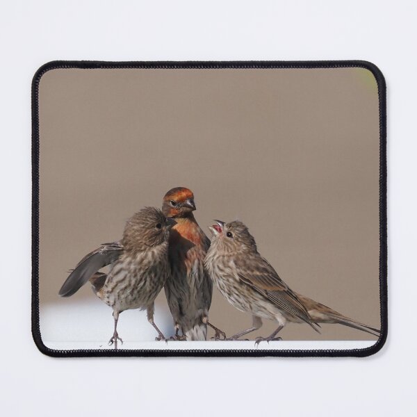 Item preview, Male House Finch and kids designed and sold by Cblifeisgood.
