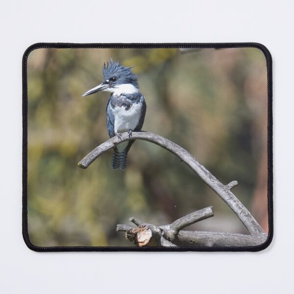 Item preview, Female Belted Kingfisher designed and sold by Cblifeisgood.