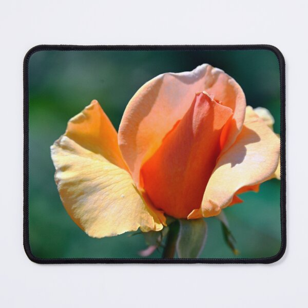Item preview, Remember Me Orange Rose Bud designed and sold by Tdcc2000.