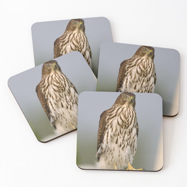 Item preview, Young Cooper’s Hawk  designed and sold by Cblifeisgood.