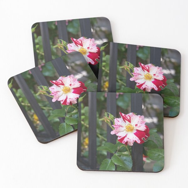 Item preview, One Unusual Rose Bloom with Variegated Petals designed and sold by Georgia Mizuleva.