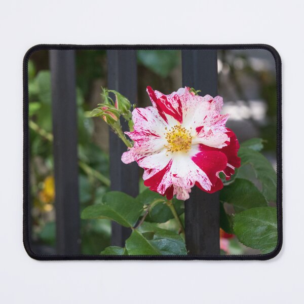 Item preview, One Unusual Rose Bloom with Variegated Petals designed and sold by Georgia Mizuleva.