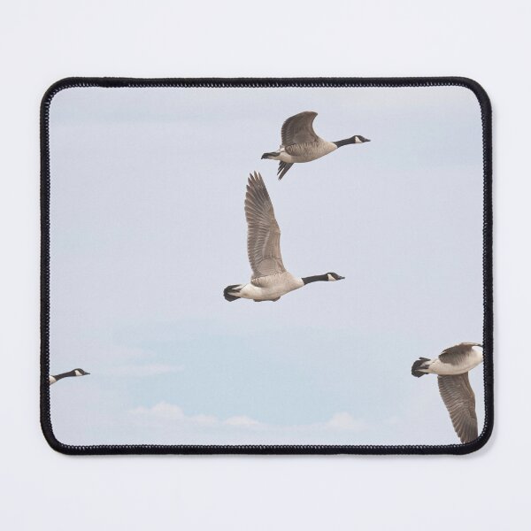 Item preview, flying Canada geese designed and sold by kathleenjean.