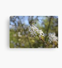 White Flower Close Up Canvas Print