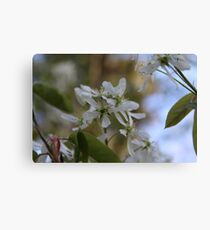 White Flower Close Up Canvas Print