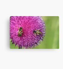 bees on flower spring season Canvas Print