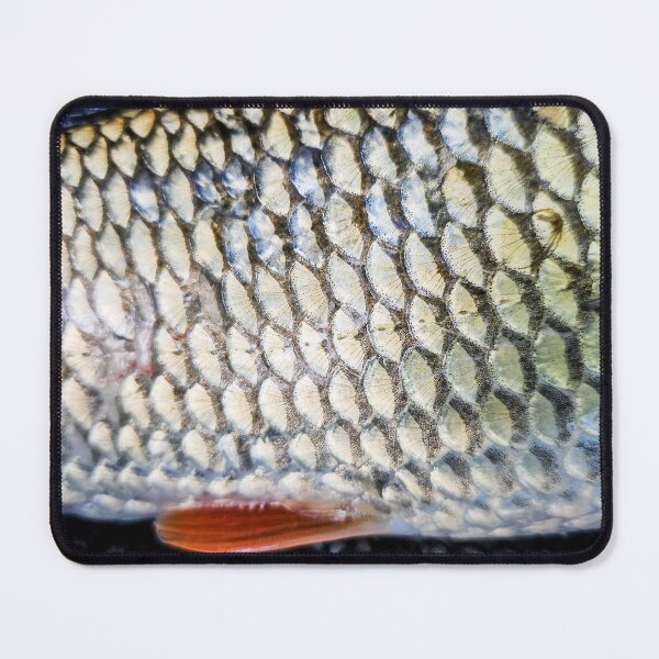 Item preview, Chub fish, catch and release fishing, photo designed and sold by mary02.