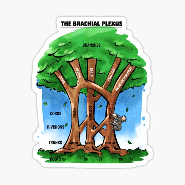 Item preview, The Brachial Plexus Anatomy Tree designed and sold by LibertarianBlog.