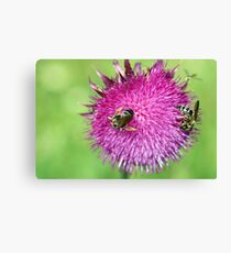 bees on flower close up spring season Canvas Print